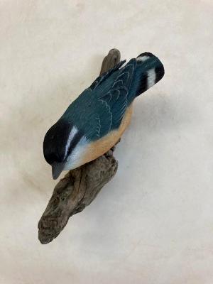 Nuthatch #41