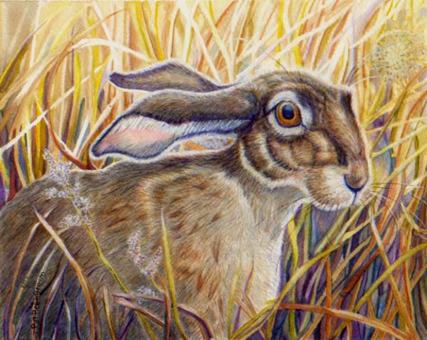 HARVEST HARE