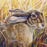 HARVEST HARE