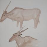 Elands