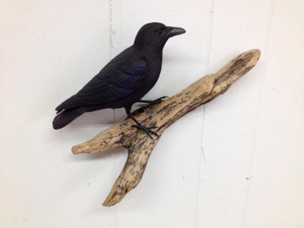 Three Quarter size Common Crow #3