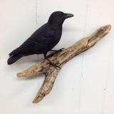 Three Quarter size Common Crow #3