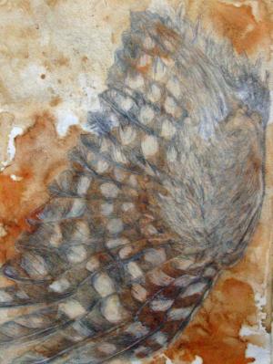 Bobook owl wing Bobook owl wing