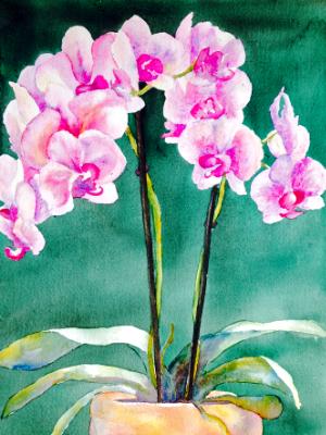 Orchids