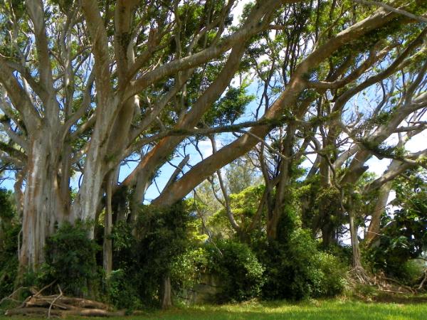 A Wall Within the Trees