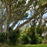 A Wall Within the Trees