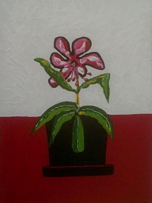 Orchid Orchid