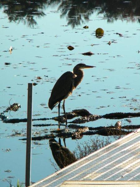 Blue Heron Hunting