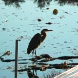 Blue Heron Hunting