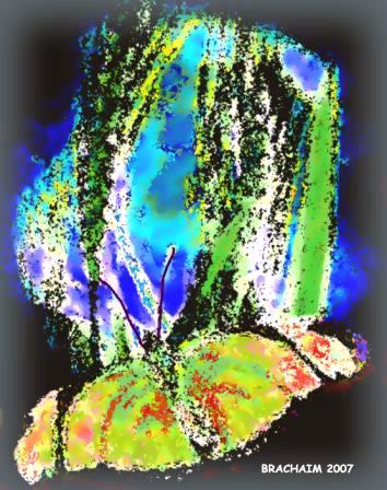 Butterfly2