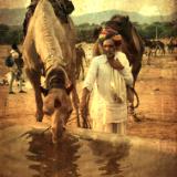 Camel to water