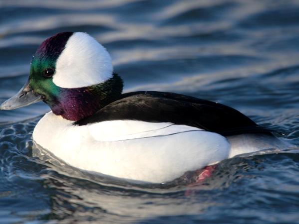 Bufflehead Duck