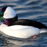 Bufflehead Duck