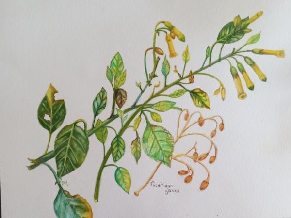 Tree Tobacco plant