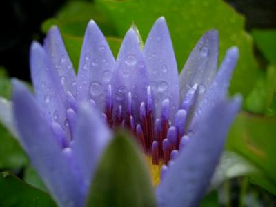 Morning Dew Morning Dew