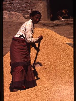 Woman threshing wheat