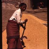 Woman threshing wheat