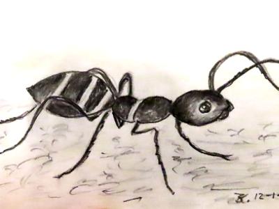 Ant