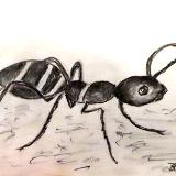 GRAPHITE GRAPHITE