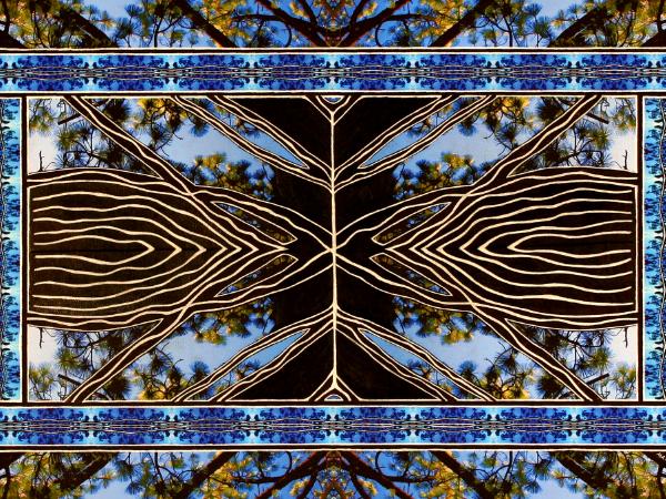 Tree Climbing Blues