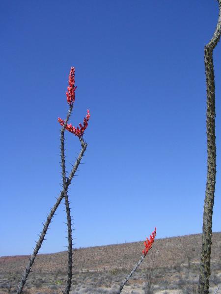 Baja Bloom