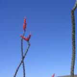 Baja Bloom