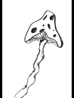 Shrooms Shrooms