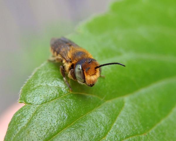 Leafcutter Bee