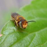 Leafcutter Bee