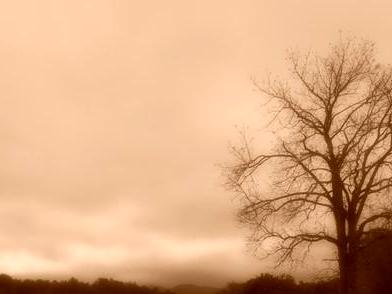 Cades Cove, TN  Tree on the Property in the Great Smoky Mountain National Park