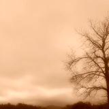 Cades Cove, TN  Tree on the Property in the Great Smoky Mountain National Park