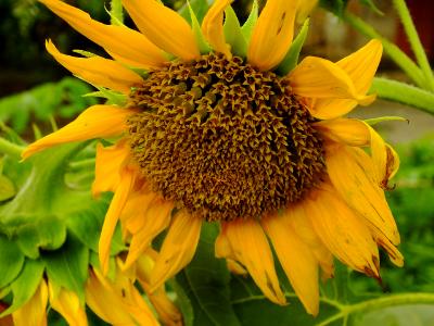 sunflower sunflower