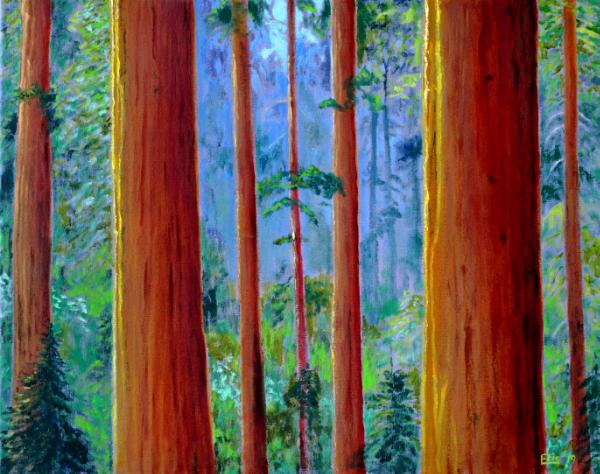 Coast Redwood Grove