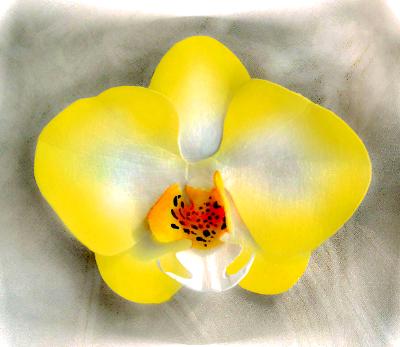Yellow Hand-sculpted Phalaenopsis Orchid Pin Yellow Hand-sculpted Phalaenopsis Orchid Pin