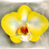 Yellow Hand-sculpted Phalaenopsis Orchid Pin