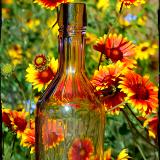 Purple Stubling Daisy Reflections