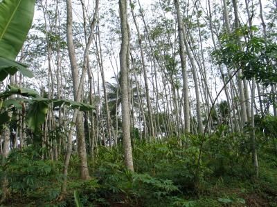 trees trees