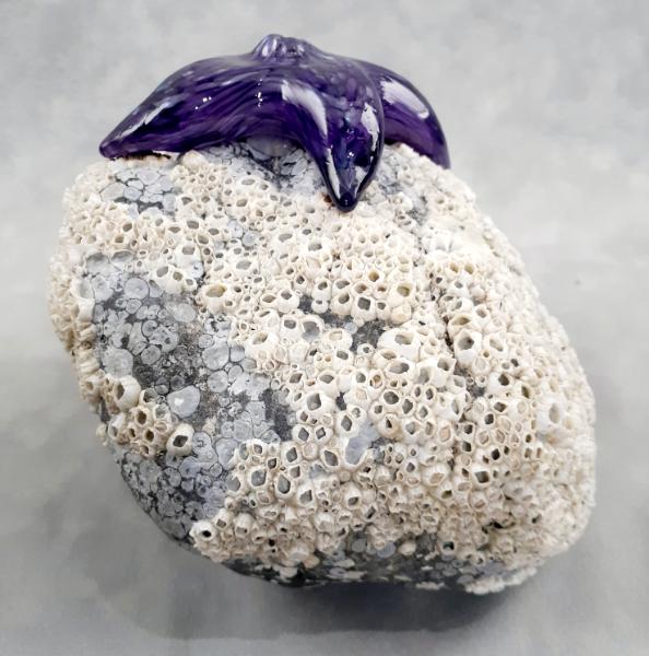 #09162505 Starfish on rock Purple 5.25''HX7''WX5.5''D $150.00