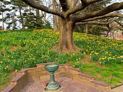 Daffodil Hill & Bird Bath Daffodil Hill & Bird Bath