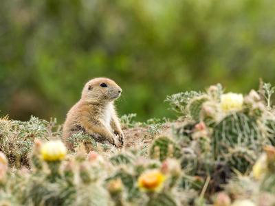 Prairie Dog Amid the Prickly Pear Prairie Dog Amid the Prickly Pear