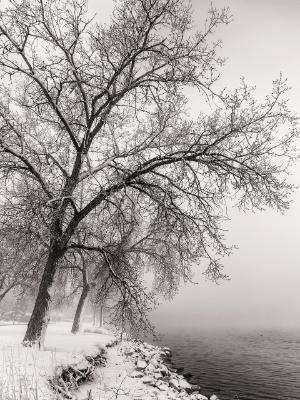 Cottonwood Trees in Fog on McIntosh Lake Cottonwood Trees in Fog on McIntosh Lake