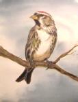 Red Poll Red Poll