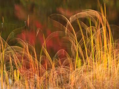 Flowing Grass on Fly Pond Flowing Grass on Fly Pond