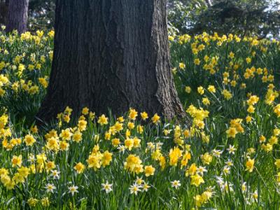 Daffodils and Oak Daffodils and Oak