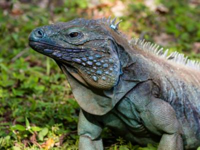 Blue Iguana in Grass Blue Iguana in Grass