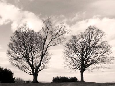 two trees