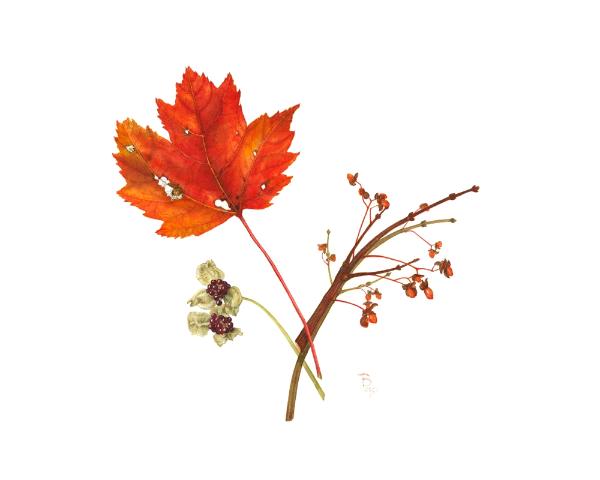 Red Maple Leaf