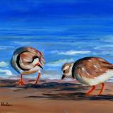 Piping Plovers  oil  11x14 SOLD