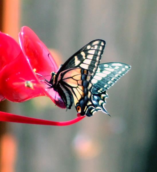 Butterfly feeding at the humminbird feeder