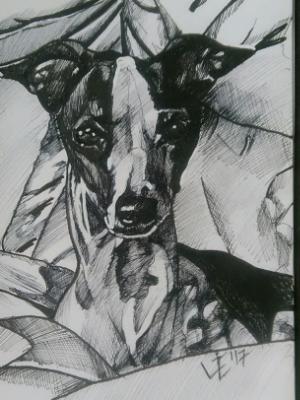 Moxie the Italian Greyhound Moxie the Italian Greyhound
